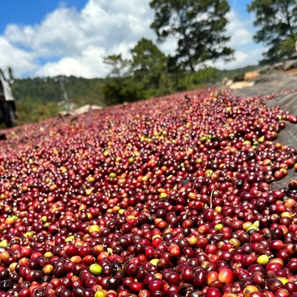 Alex Ponce Washed - Messenger Coffee