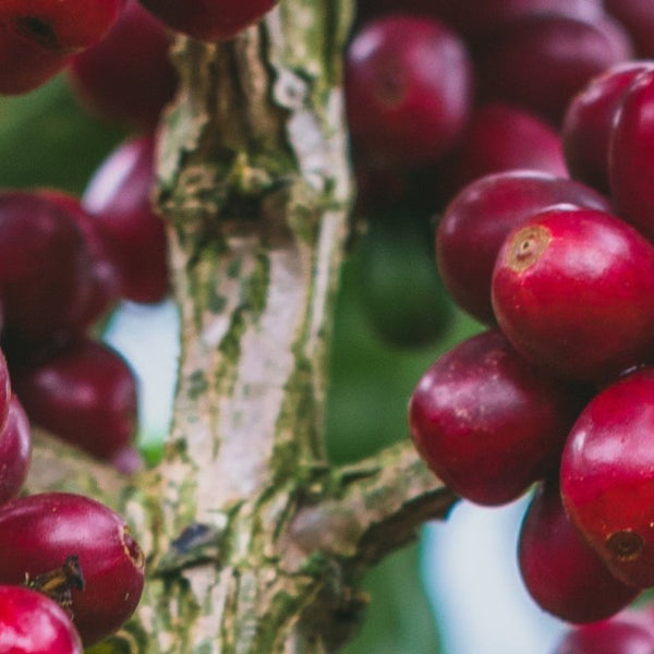 New Coffee Release: Colombia Sidra Cold-Washed - Messenger Coffee