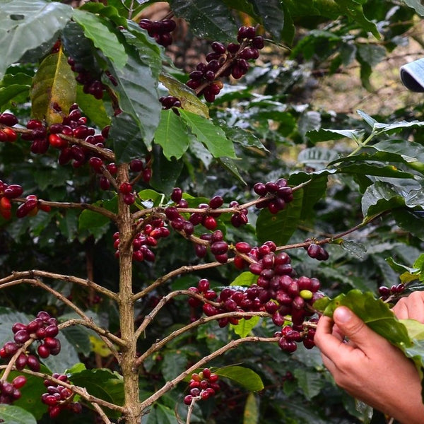 New Coffee Release: Honduras Delmy Regalado Honey - Messenger Coffee
