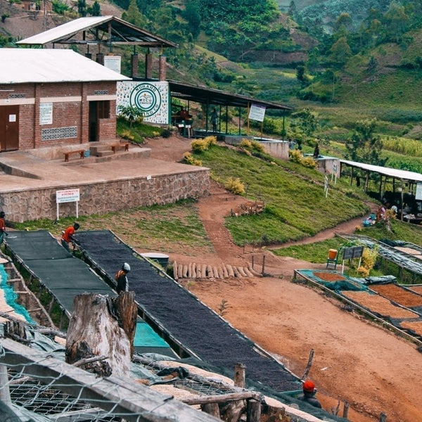New Coffee Release: Rwanda Kilimbi Washed - Messenger Coffee