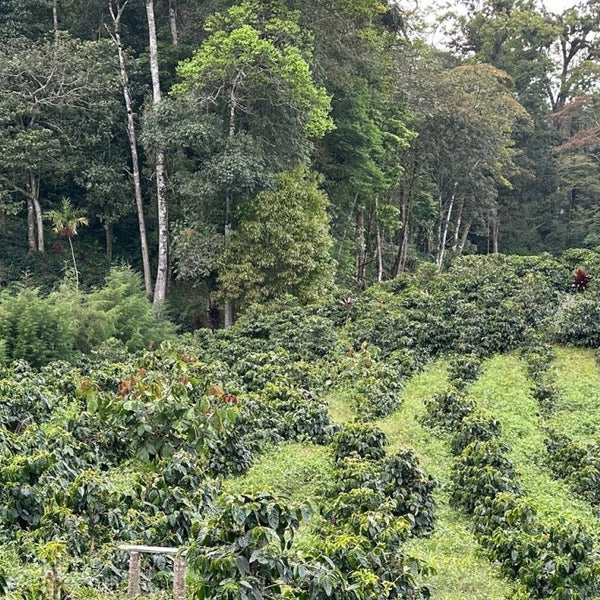 HONDURAS ARTURO PAZ GESHA - Messenger Coffee