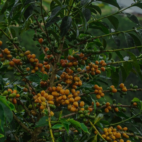 New Coffee Release: Colombia Gesha Cold-Washed - Messenger Coffee