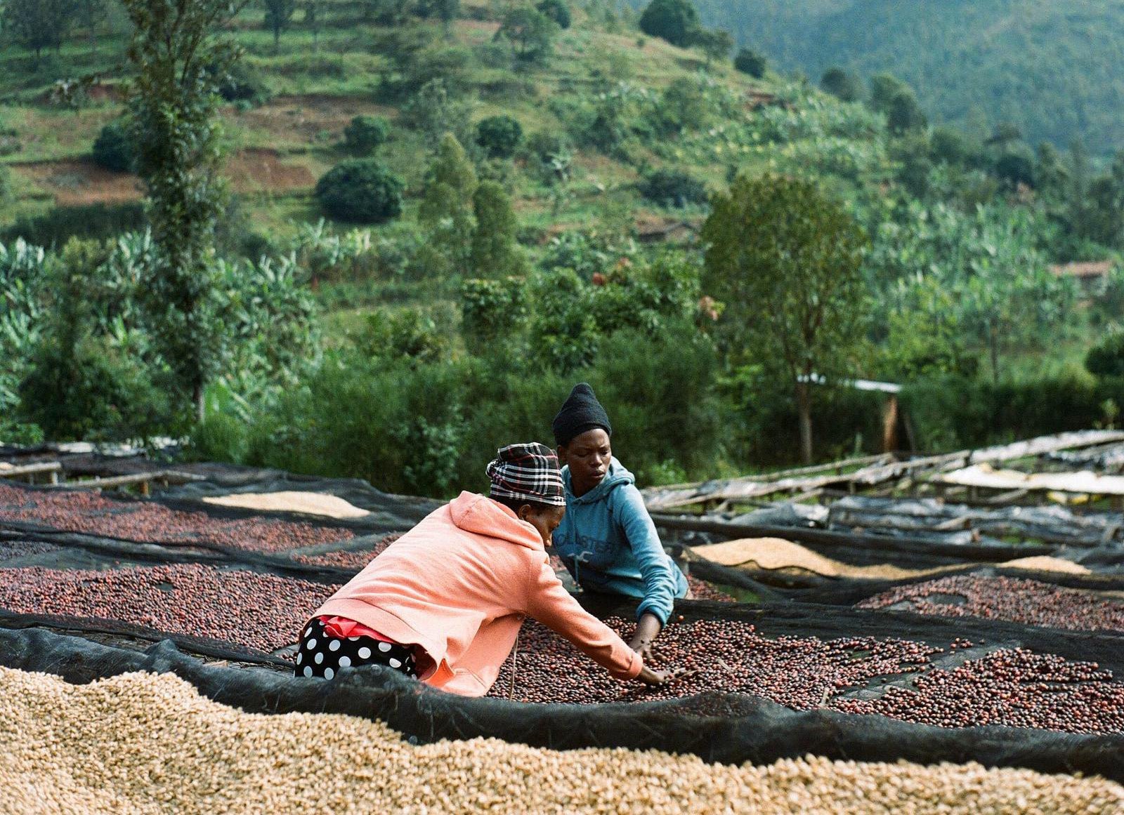 New Coffee Release: RWANDA GISHEKE – Messenger Coffee