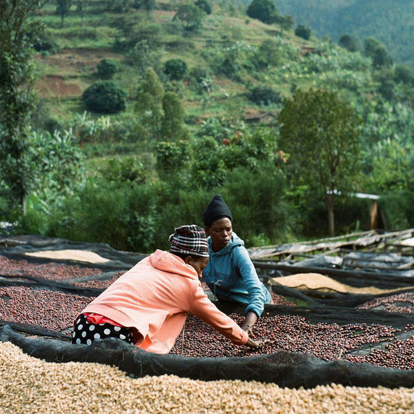 New Coffee Release: RWANDA GISHEKE