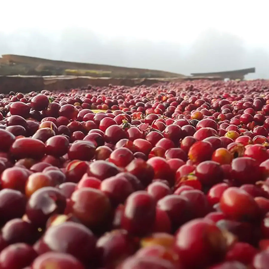 Aricha Washing Station