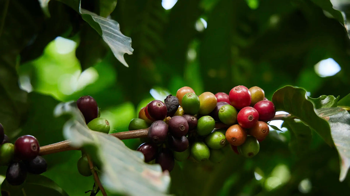 Close-up of colorful coffee cherries growing on a branch surrounded by green leaves in natural light